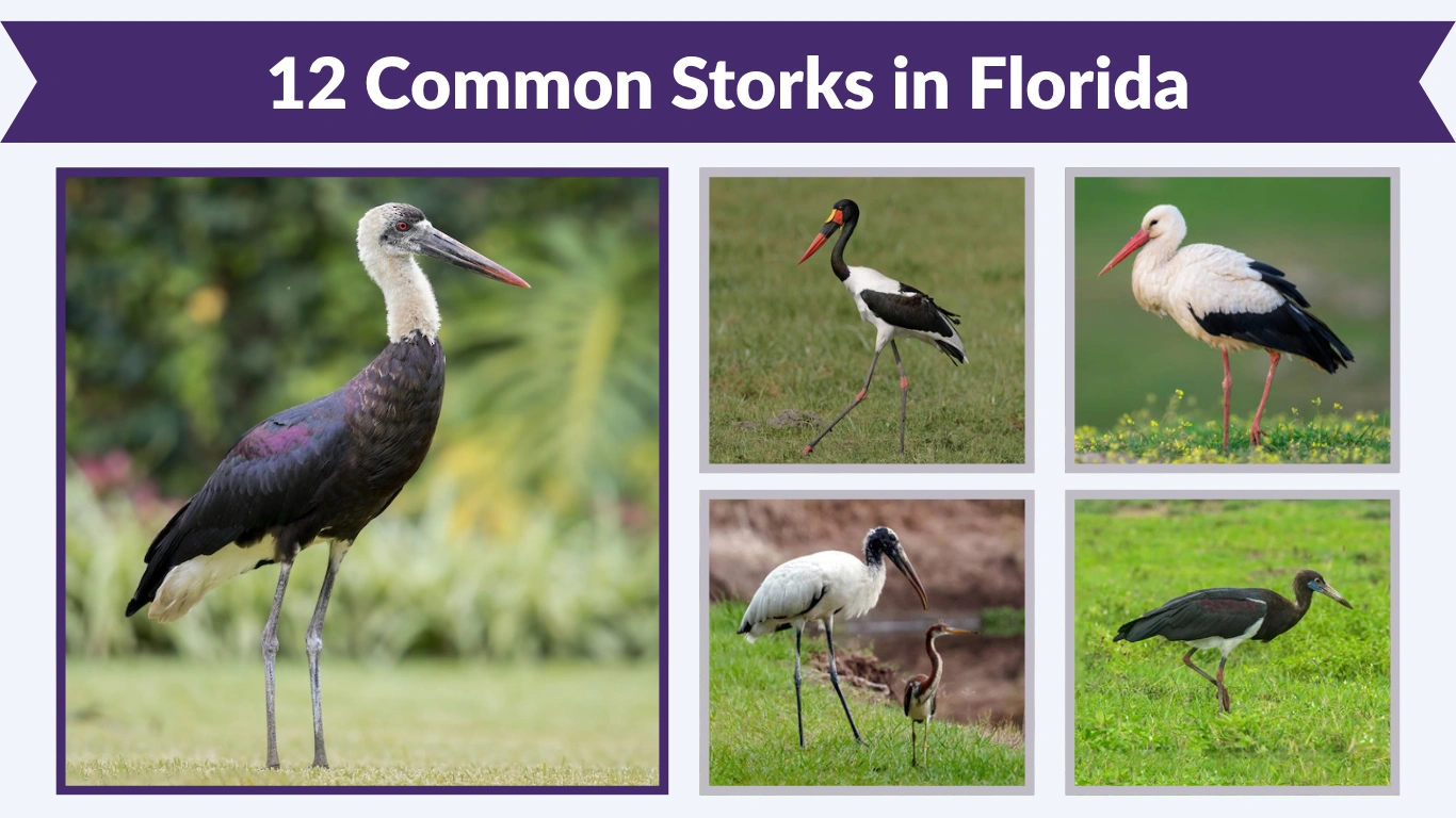 12 Common Storks in Florida: Identification with Pictures