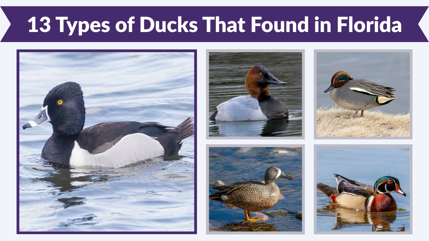 13 Types of Ducks That Found in Florida: Id with Picture