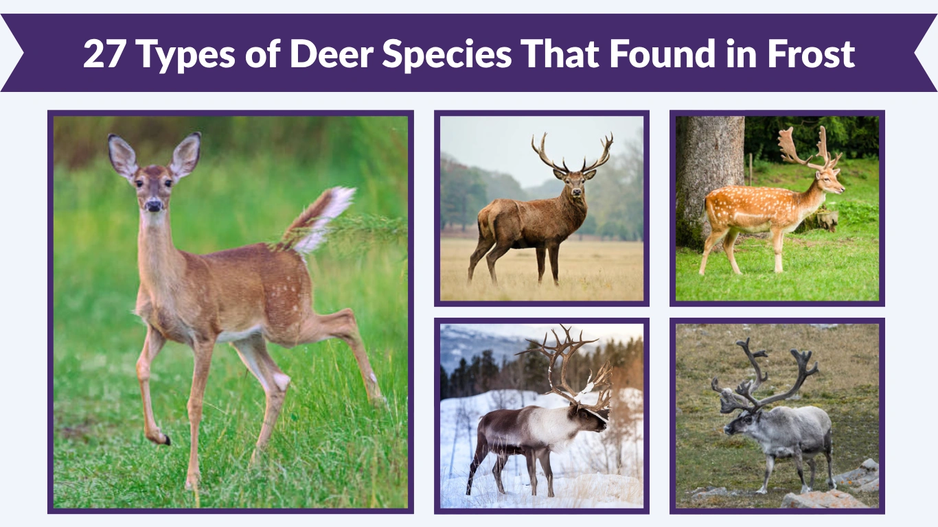 27 Types of Deer Species That Found in Frost : (Id with Pictures)