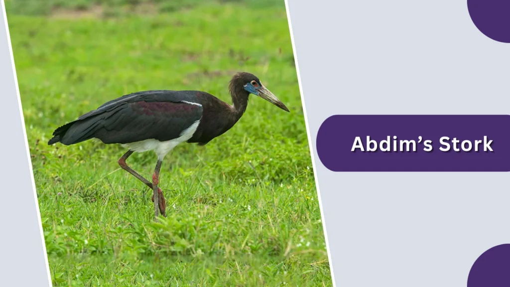 Abdim’s Stork