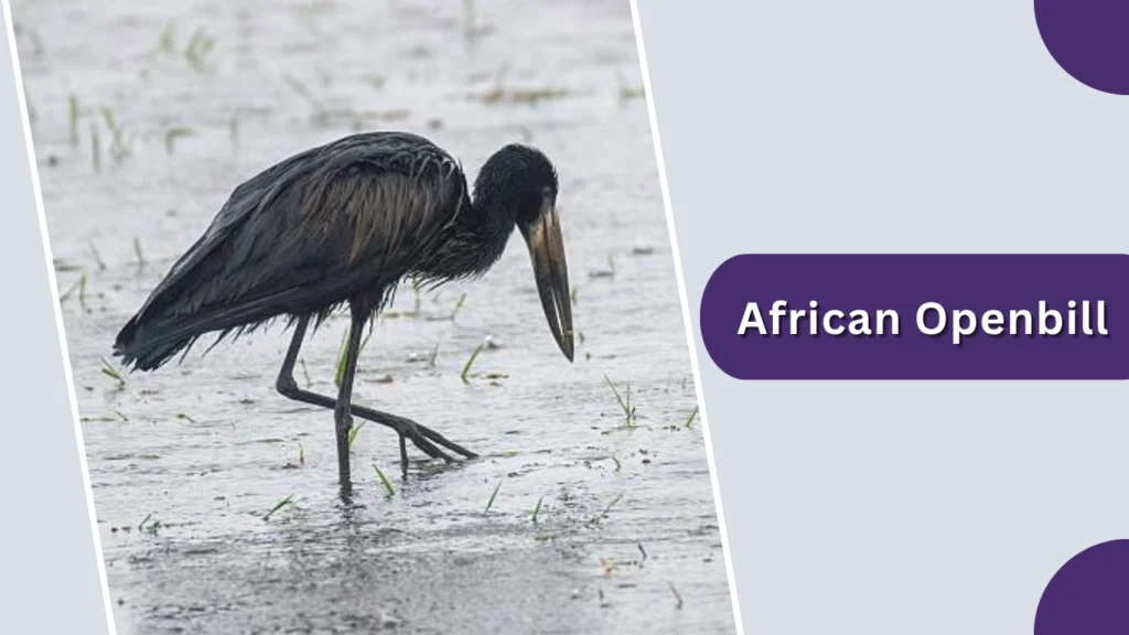 African Openbill