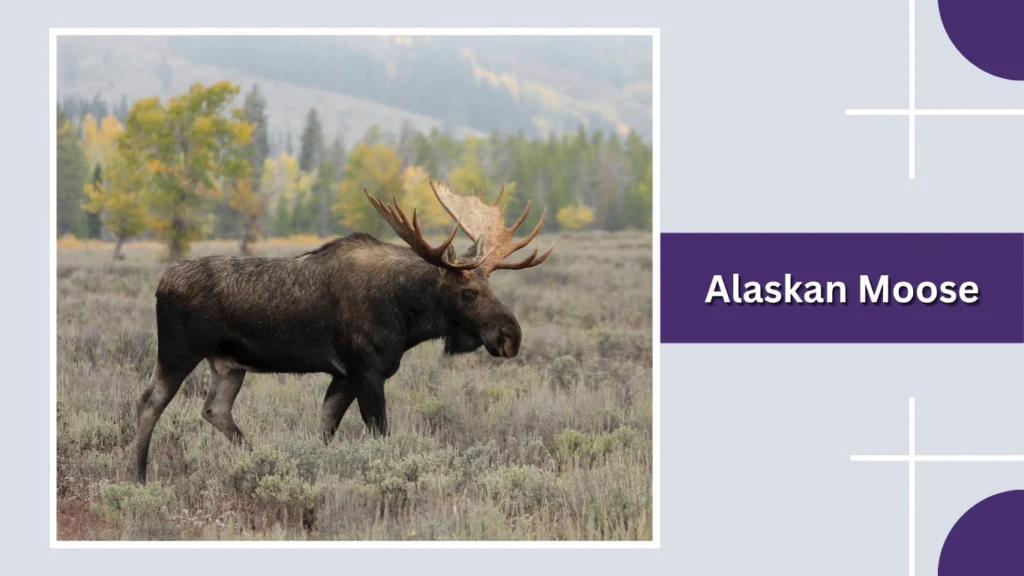 Alaskan Moose