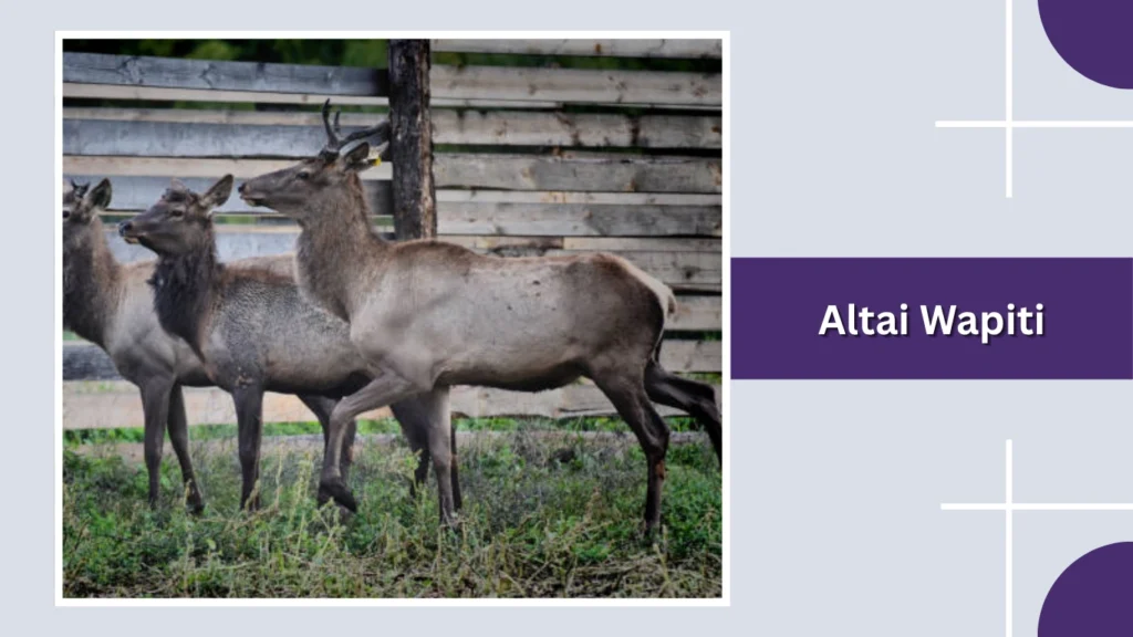 Altai Wapiti
