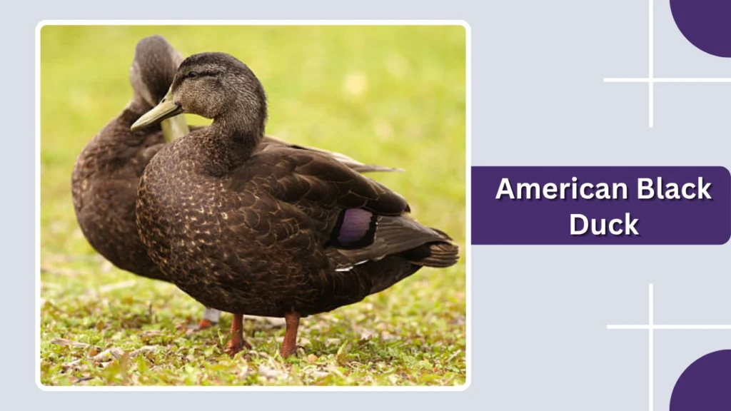 American Black Duck