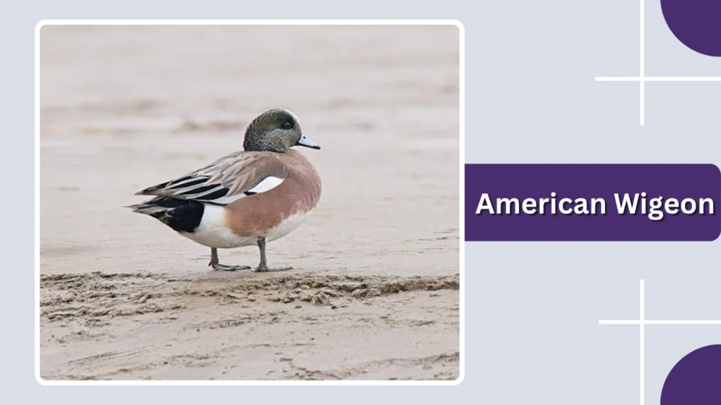 American Wigeon