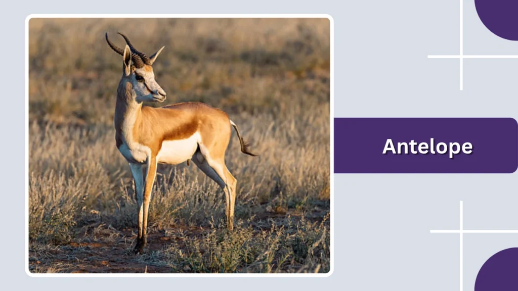 Antelope