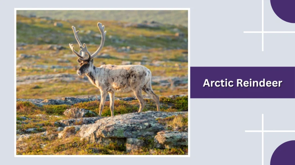 Arctic Reindeer