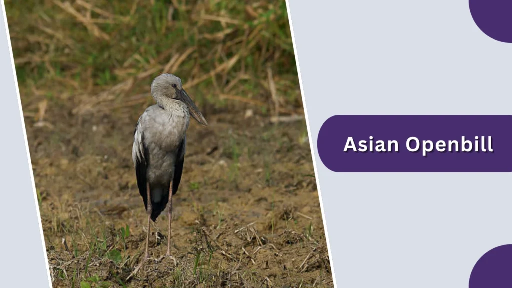 Asian Openbill