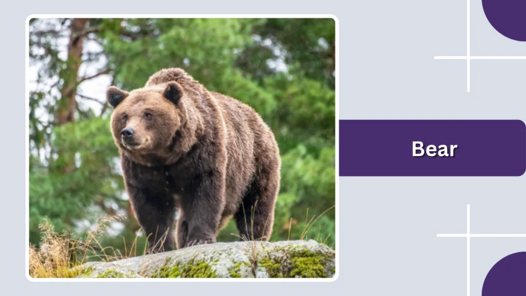 Bear