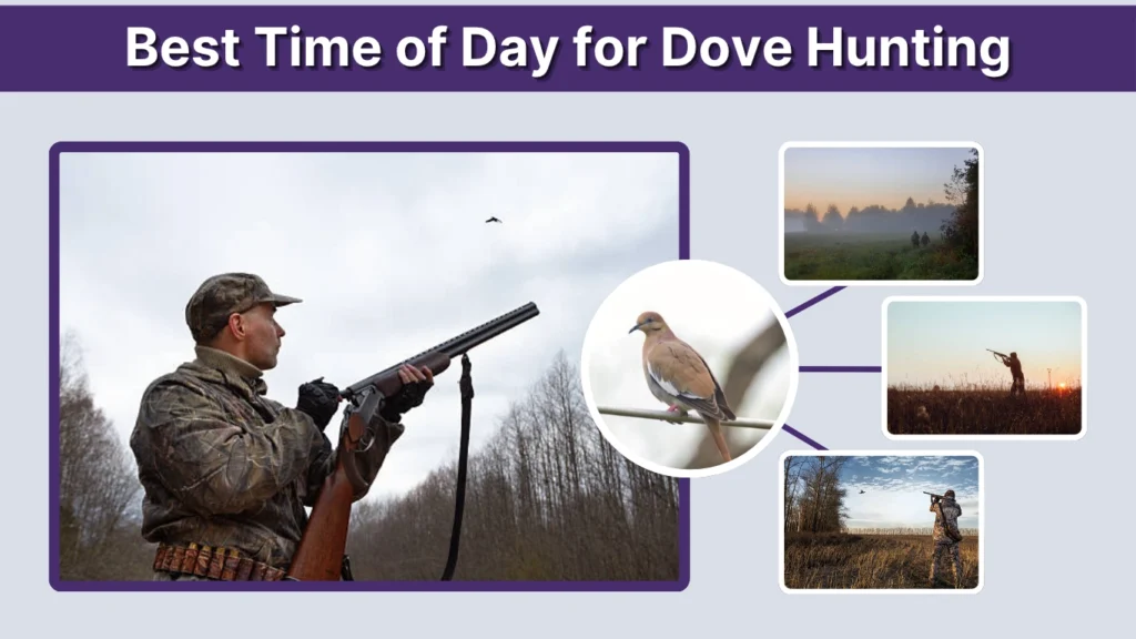 Best Time of Day for Dove Hunting
