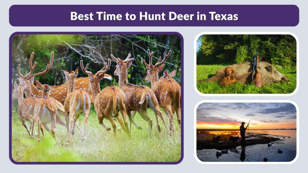 Best Time to Hunt Deer in Texas