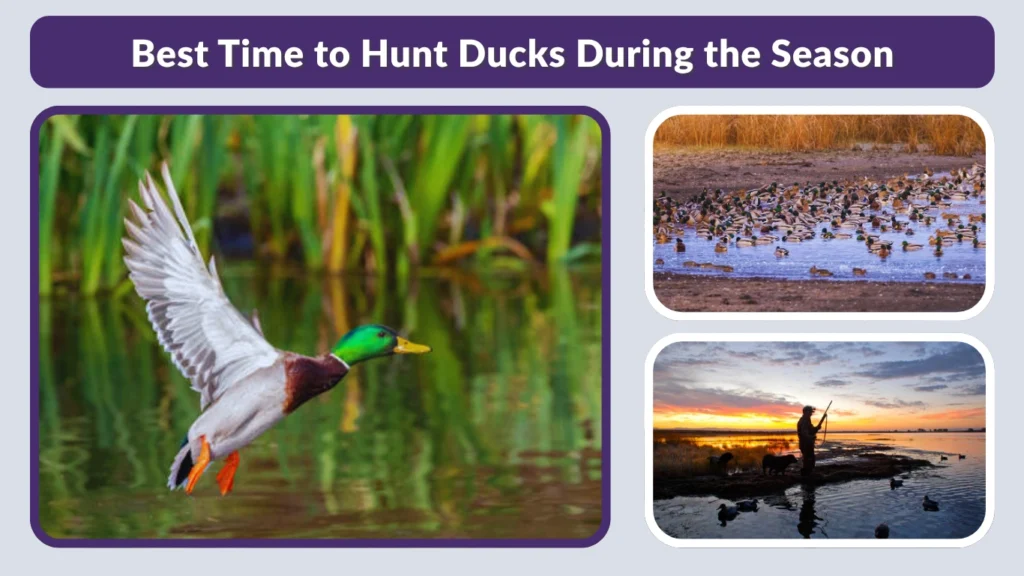 Best Time to Hunt Ducks During the Season