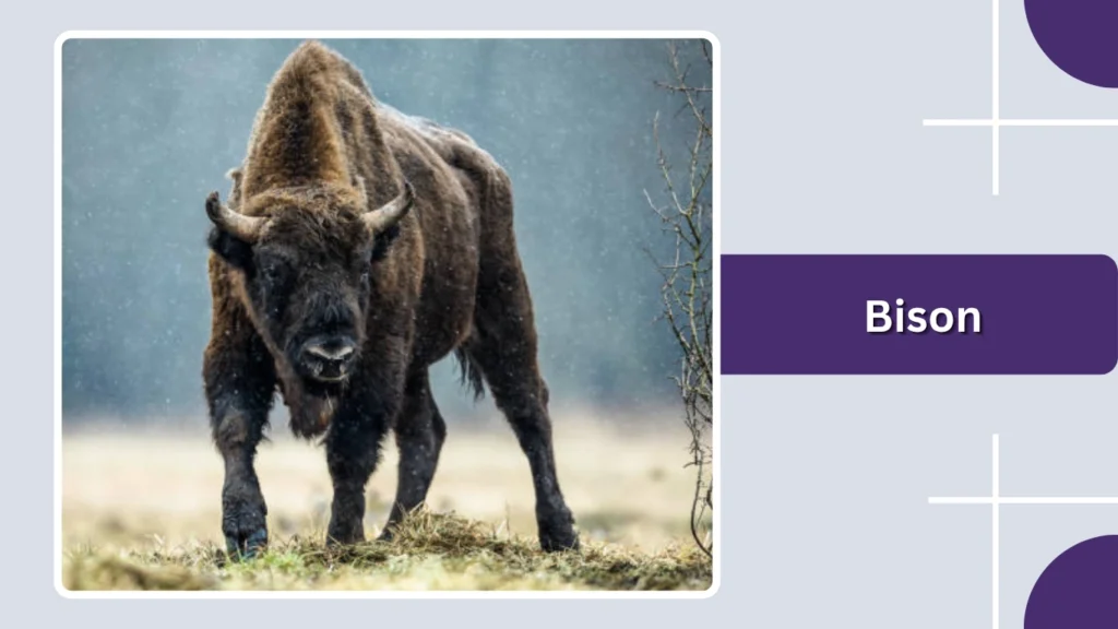 Bison