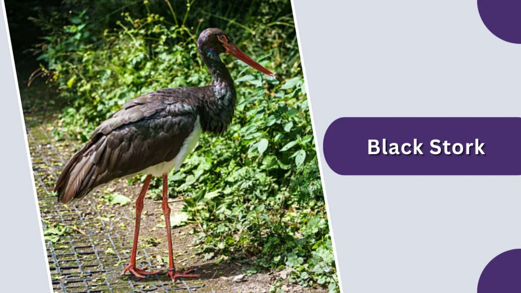 Black Stork