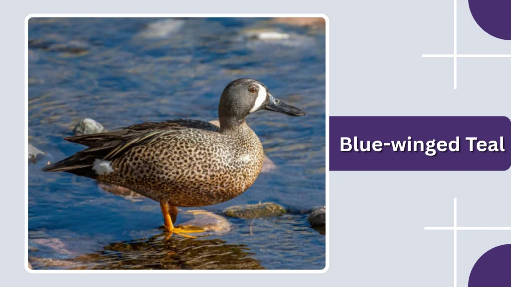 Blue-winged Teal