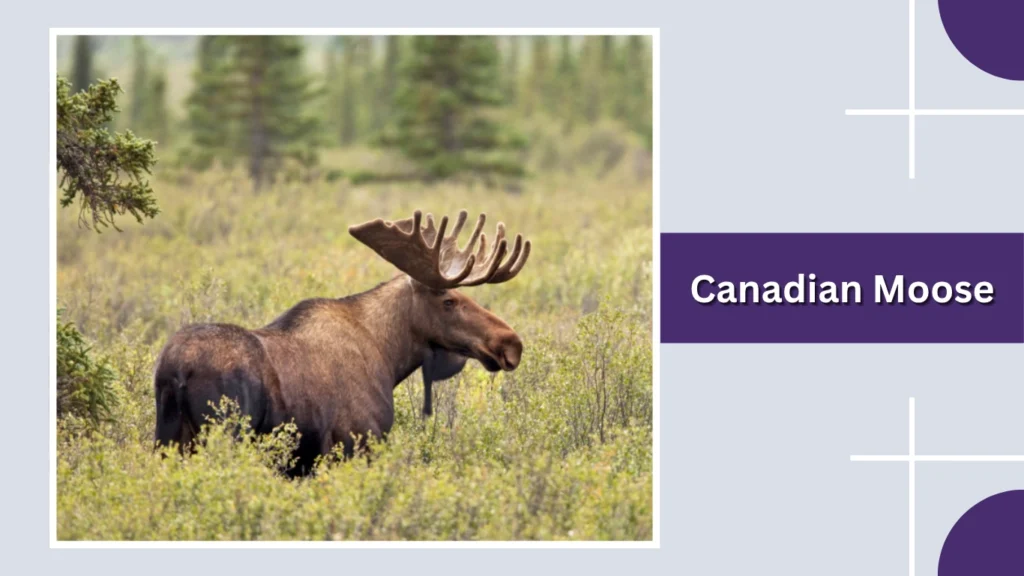 Canadian Moose