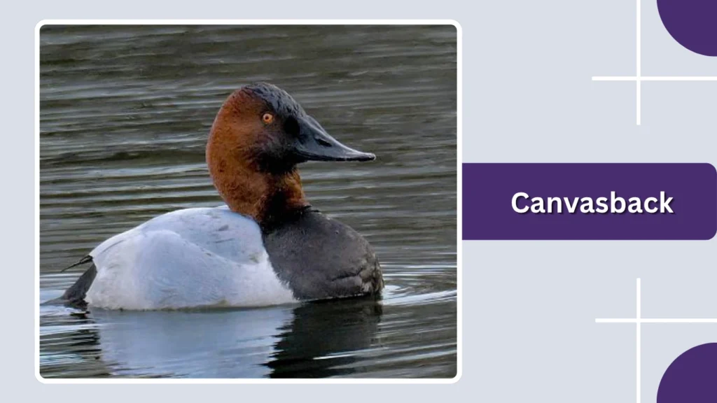 Canvasback