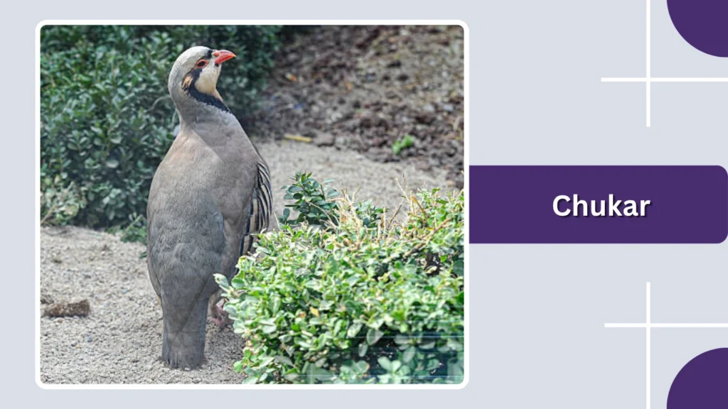 Chukar