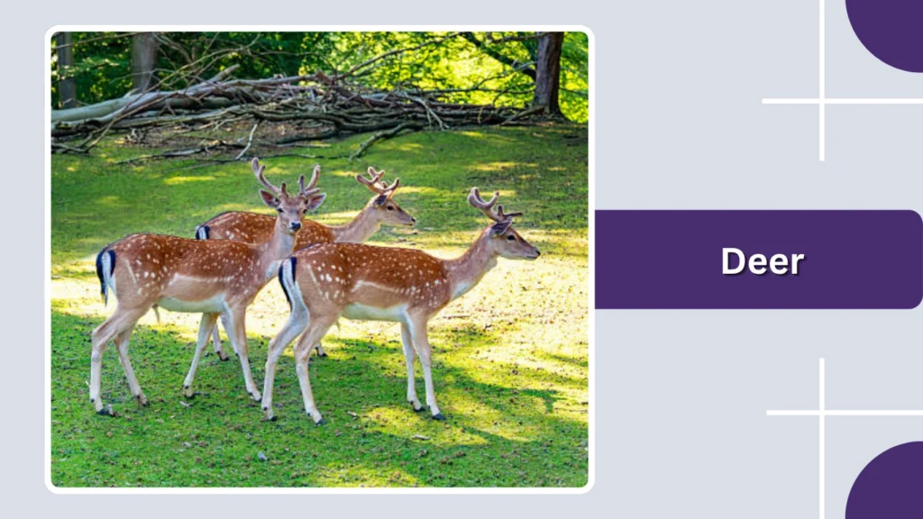 Deer