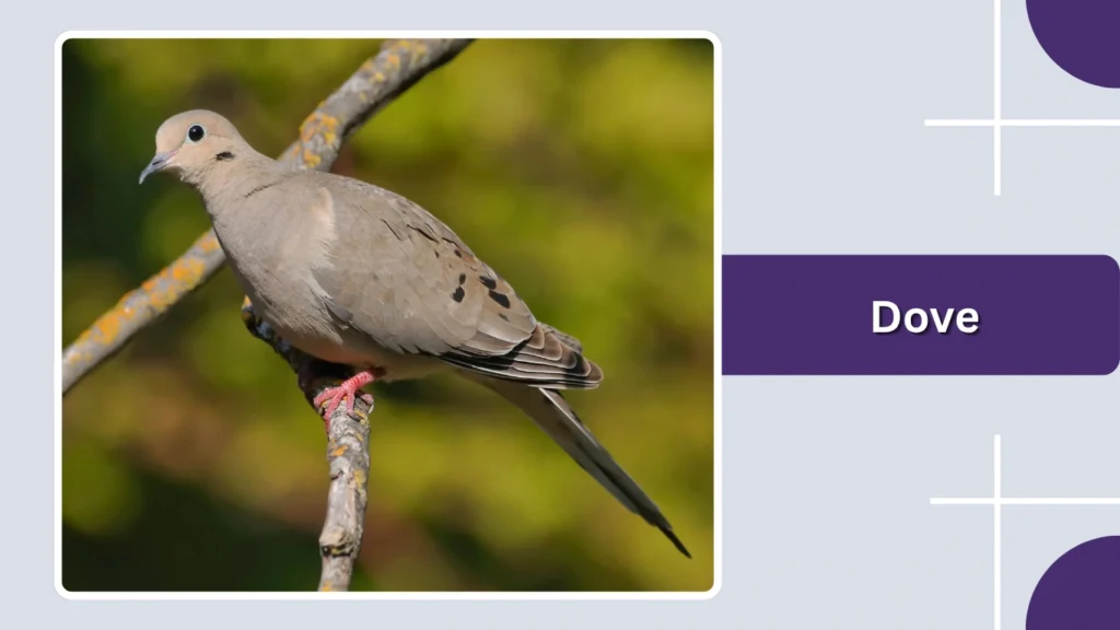 Dove