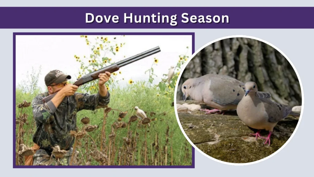Dove Hunting Season