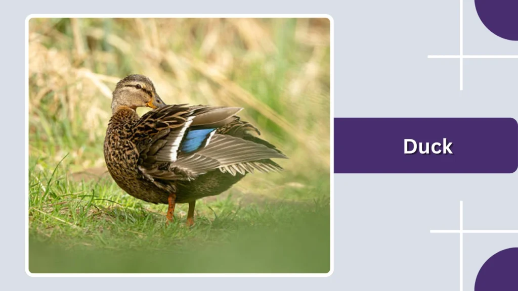 Duck