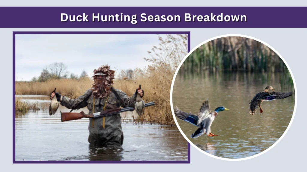 Duck Hunting Season Breakdown