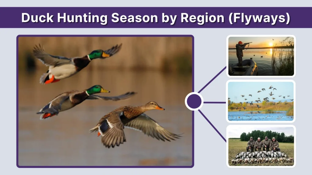 Duck Hunting Season by Region (Flyways)
