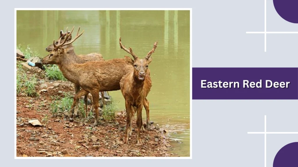 Eastern Red Deer