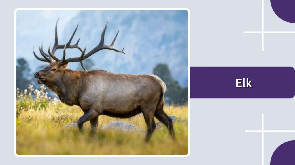Elk