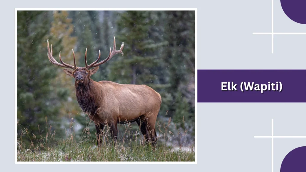 Elk (Wapiti)