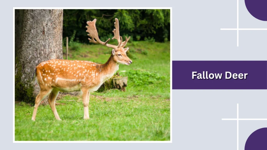Fallow Deer