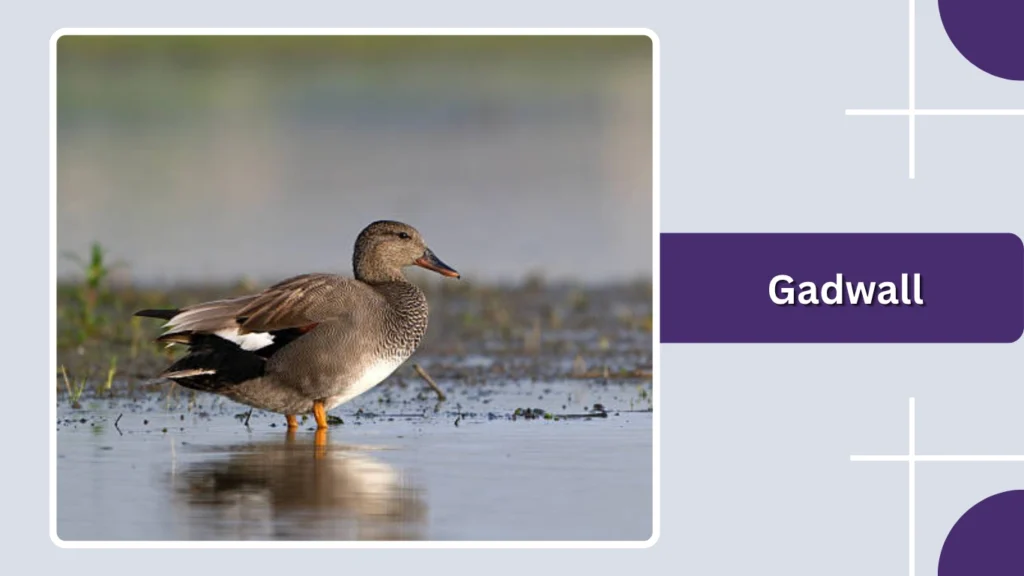 Gadwall