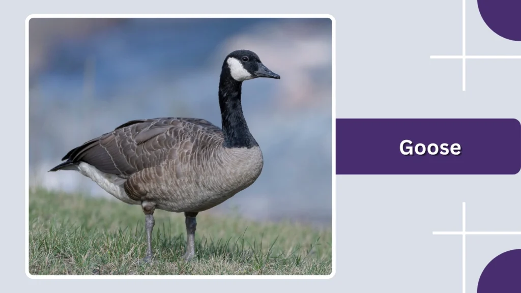 Goose