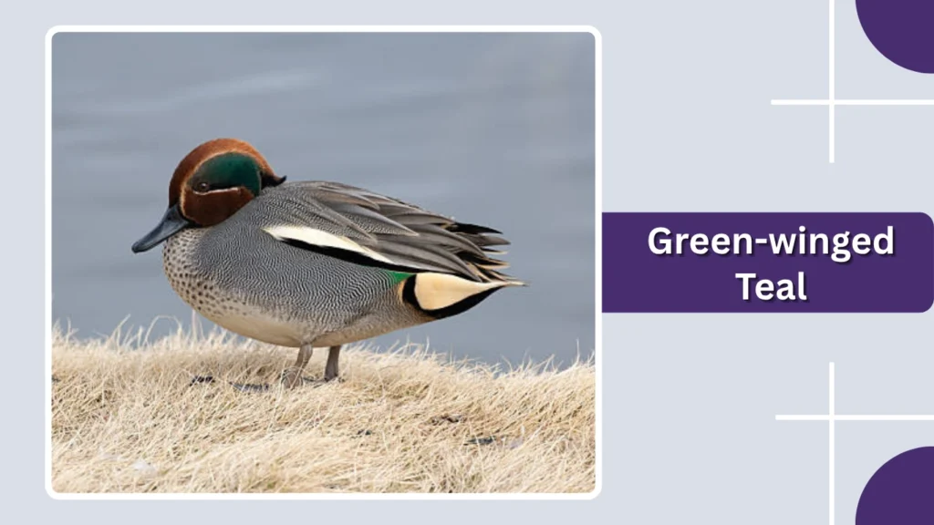 Green-winged Teal