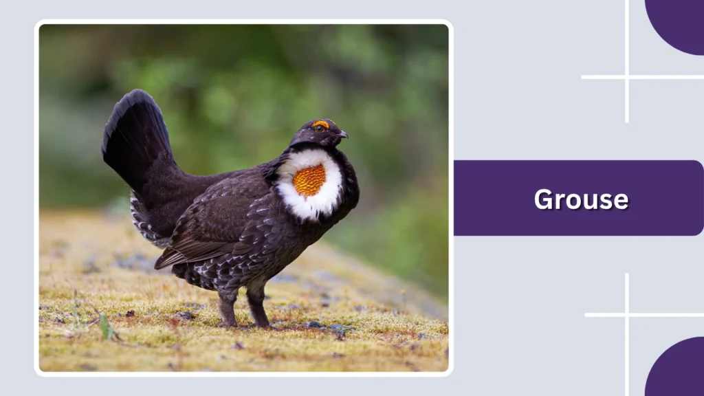 Grouse