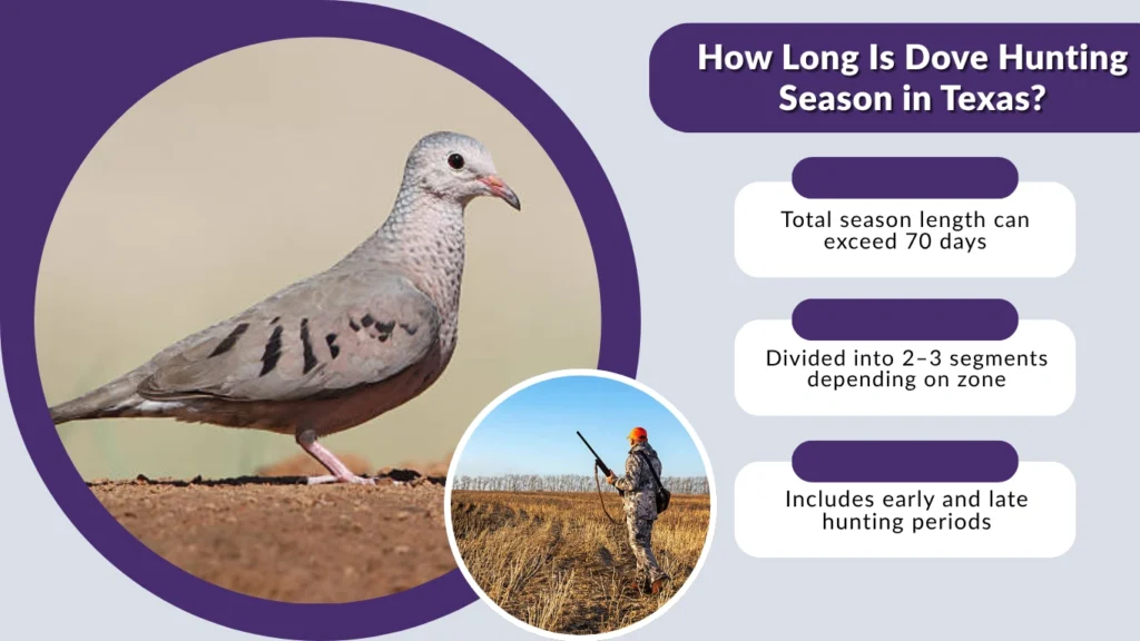 How Long Is Dove Hunting Season in Texas