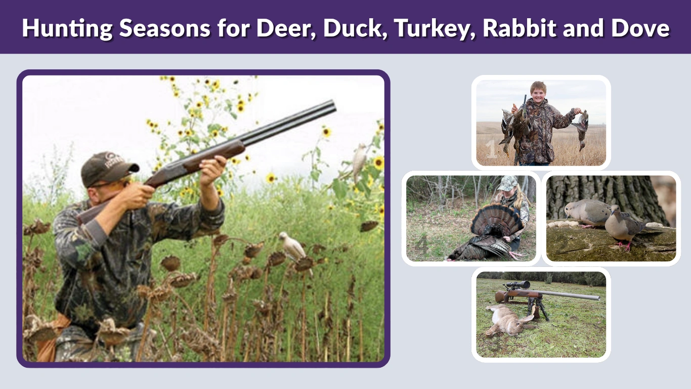 Hunting Seasons for Deer, Duck, Turkey, Rabbit and Dove