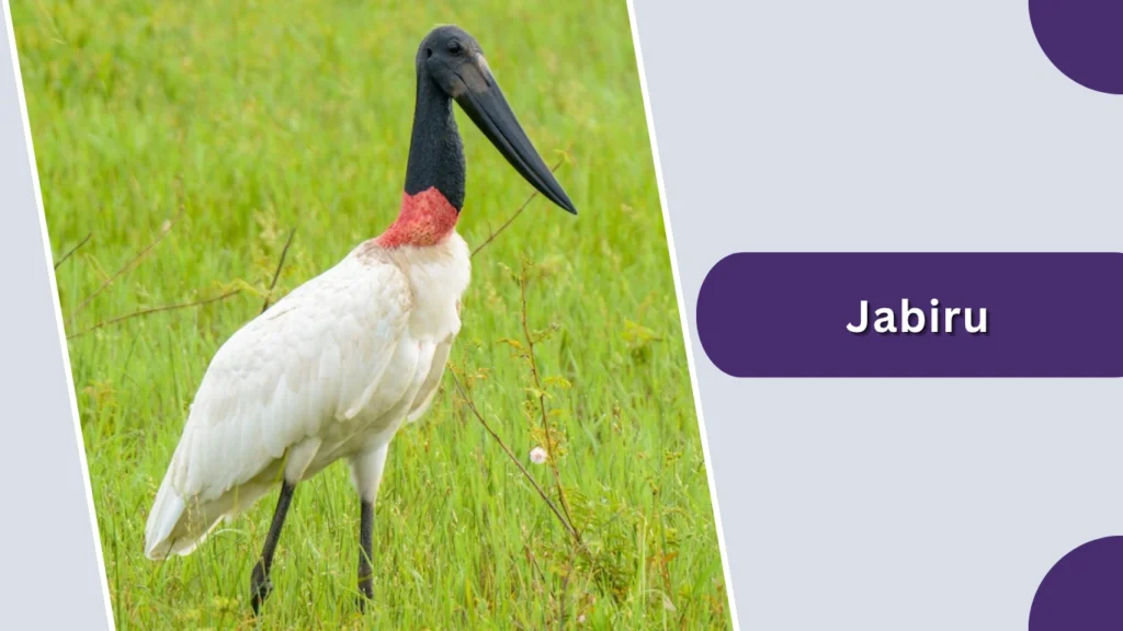 Jabiru