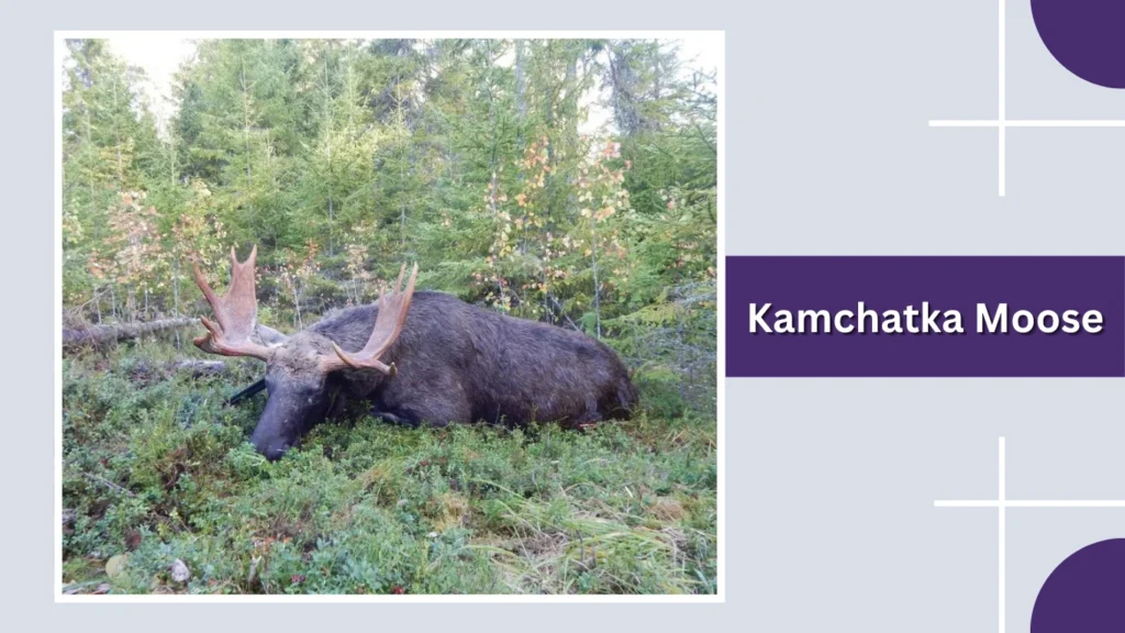 Kamchatka Moose