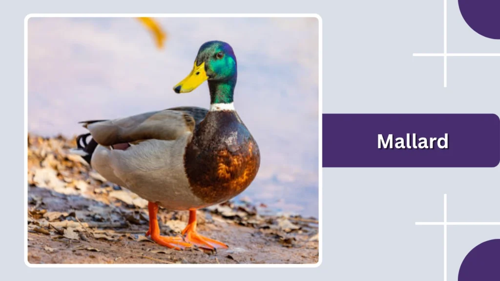 Mallard