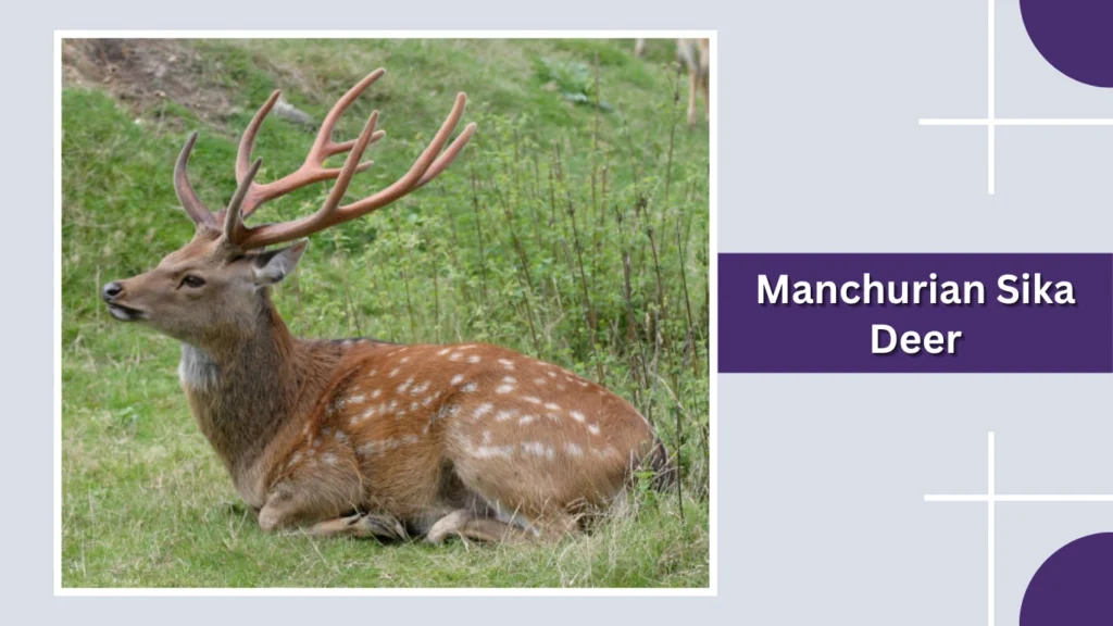 Manchurian Sika Deer