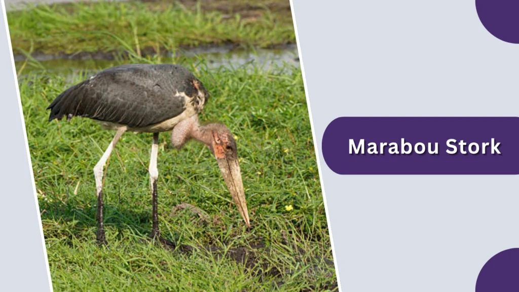 Marabou Stork