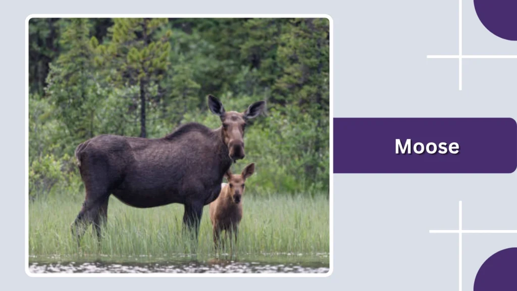 Moose