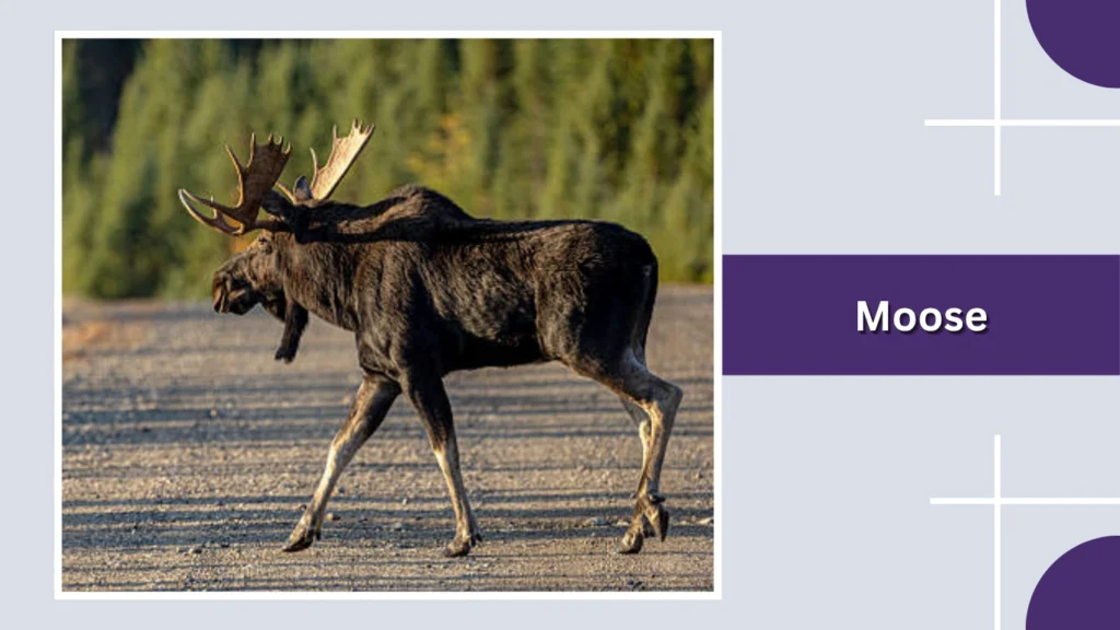 Moose