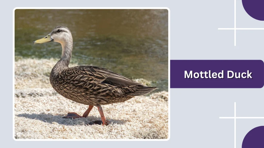 Mottled Duck