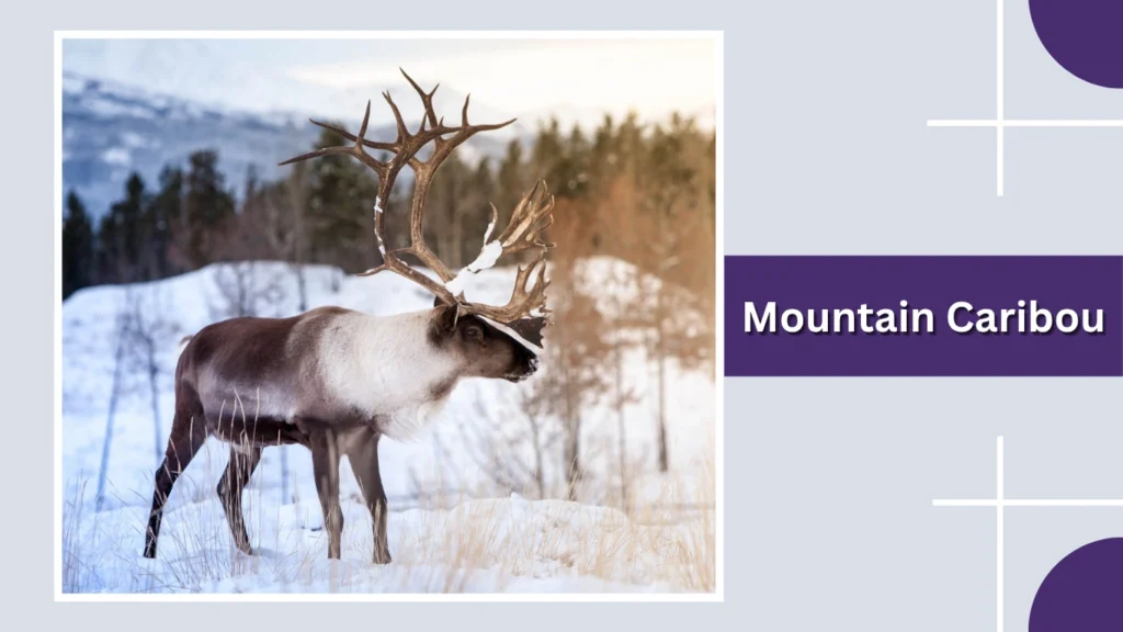 Mountain Caribou