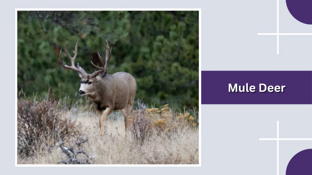 Mule Deer
