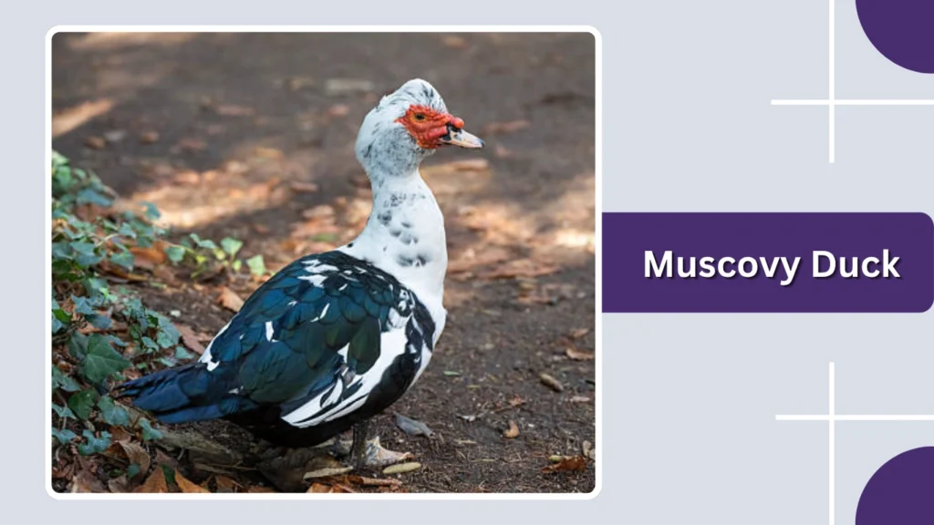 Muscovy Duck