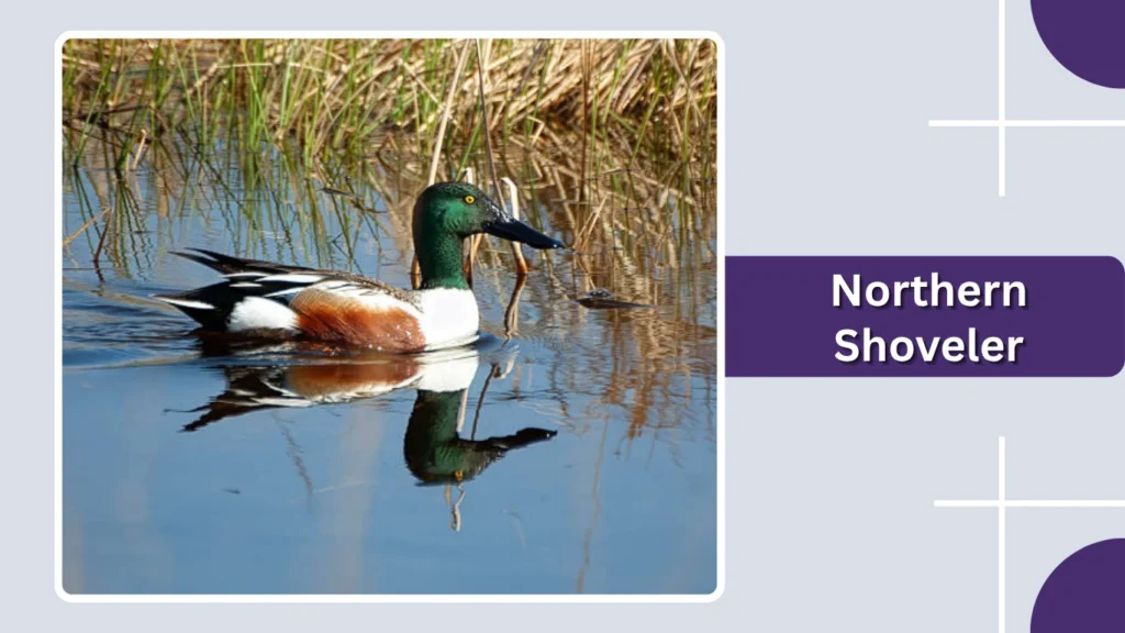 Northern Shoveler